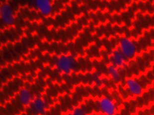 Forum 　　　 　Members　　　　　　　　　　　　　のイメージ